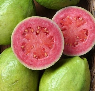 40-semillas-de-guayaba-gigante-paluma-fruta-psidium-guajava-d_nq_np_276725-mla25504063431_042017-f
